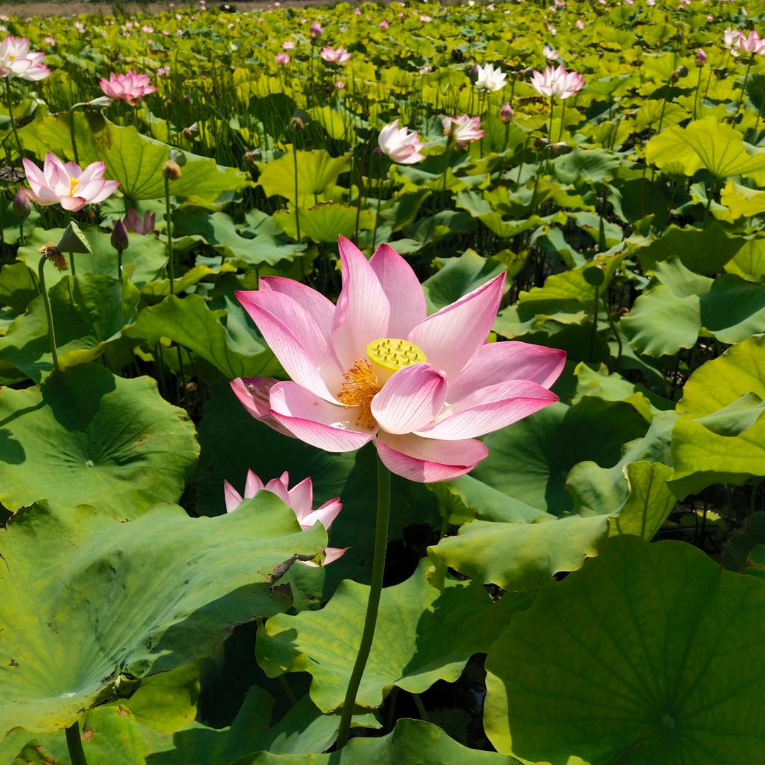 🇨🇳先锋🇨🇳