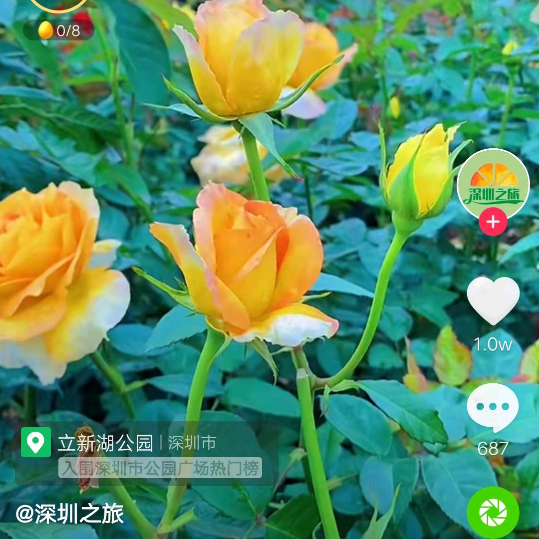 用户9168424109376肖叶