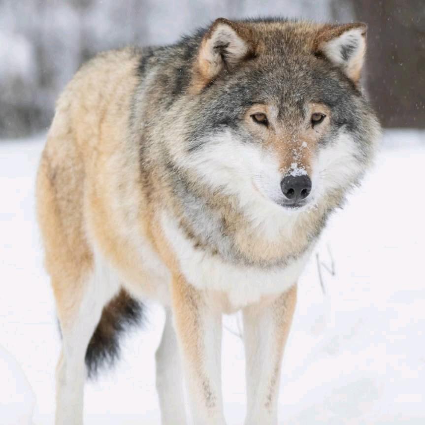 ℒℴѵℯ灰太狼এ⁵²º᭄এ