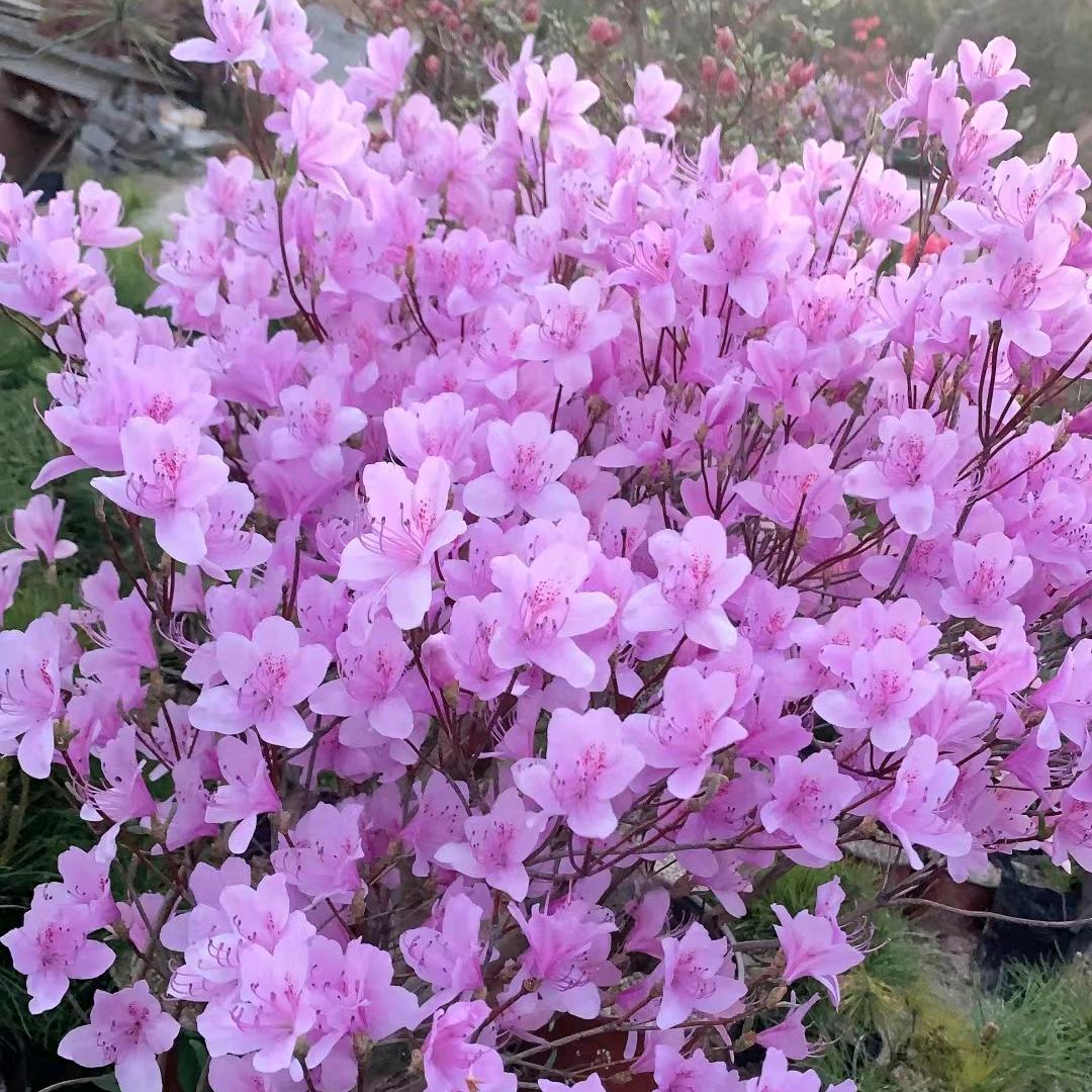 小彭映山红，黄山松