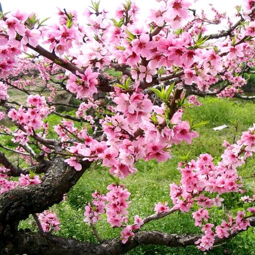 桃花