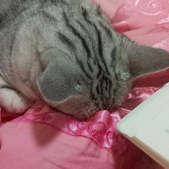 博士爱吃🐟🥕