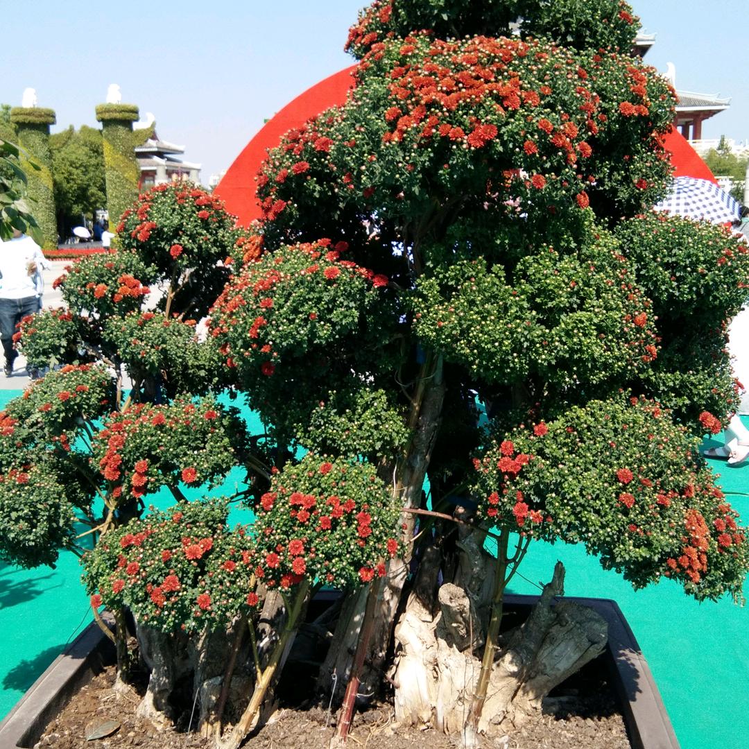 我的花园_