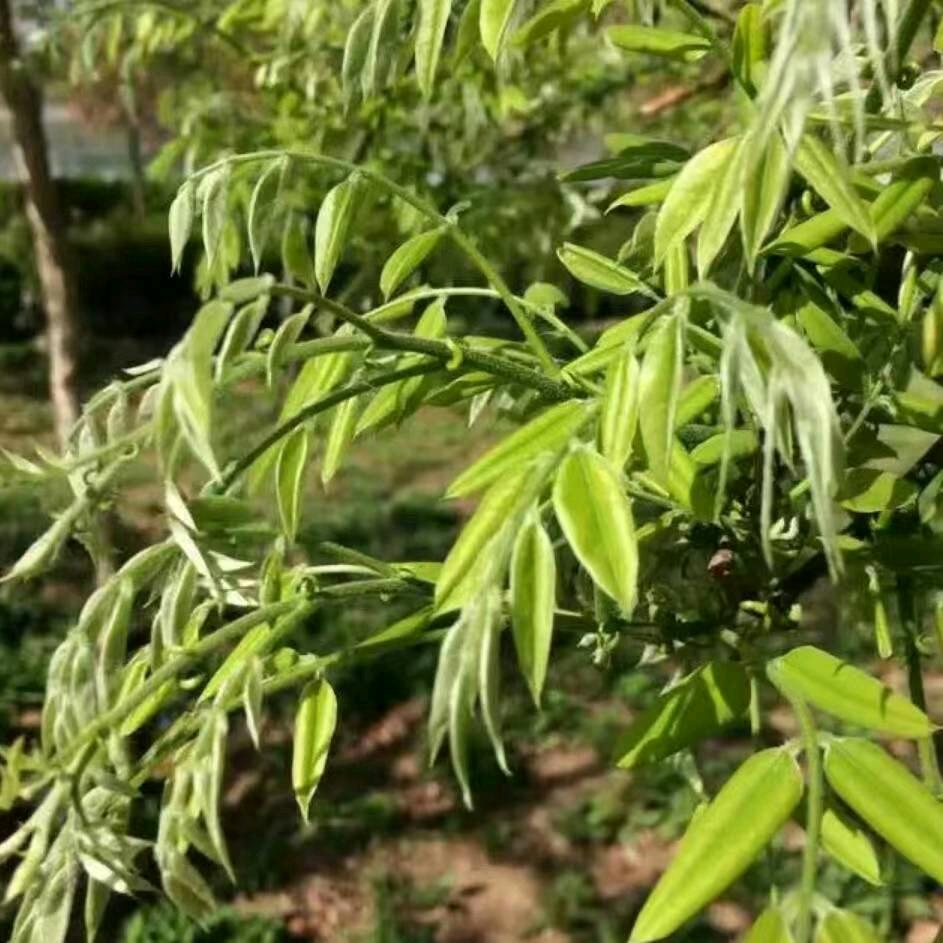 鲲鹏展翅王哪儿飞