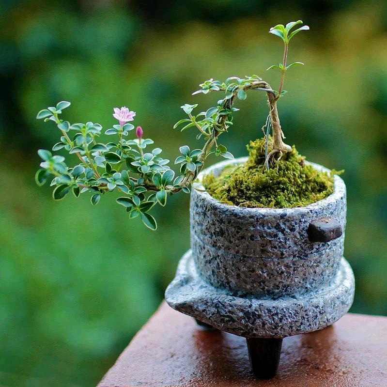 善根花盆