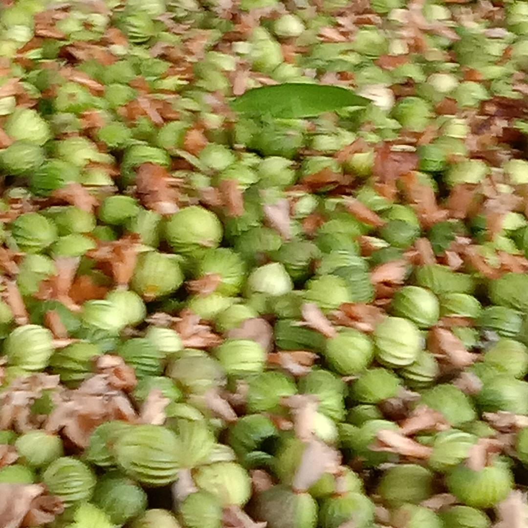 彭金(大量香砂出售)