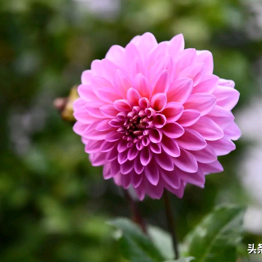 糖葫芦🌹