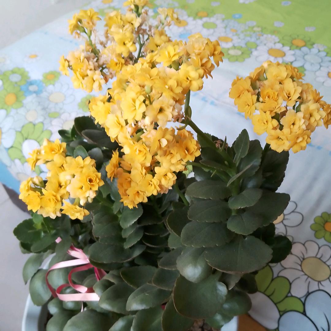 开心老袁，夕阳无限好