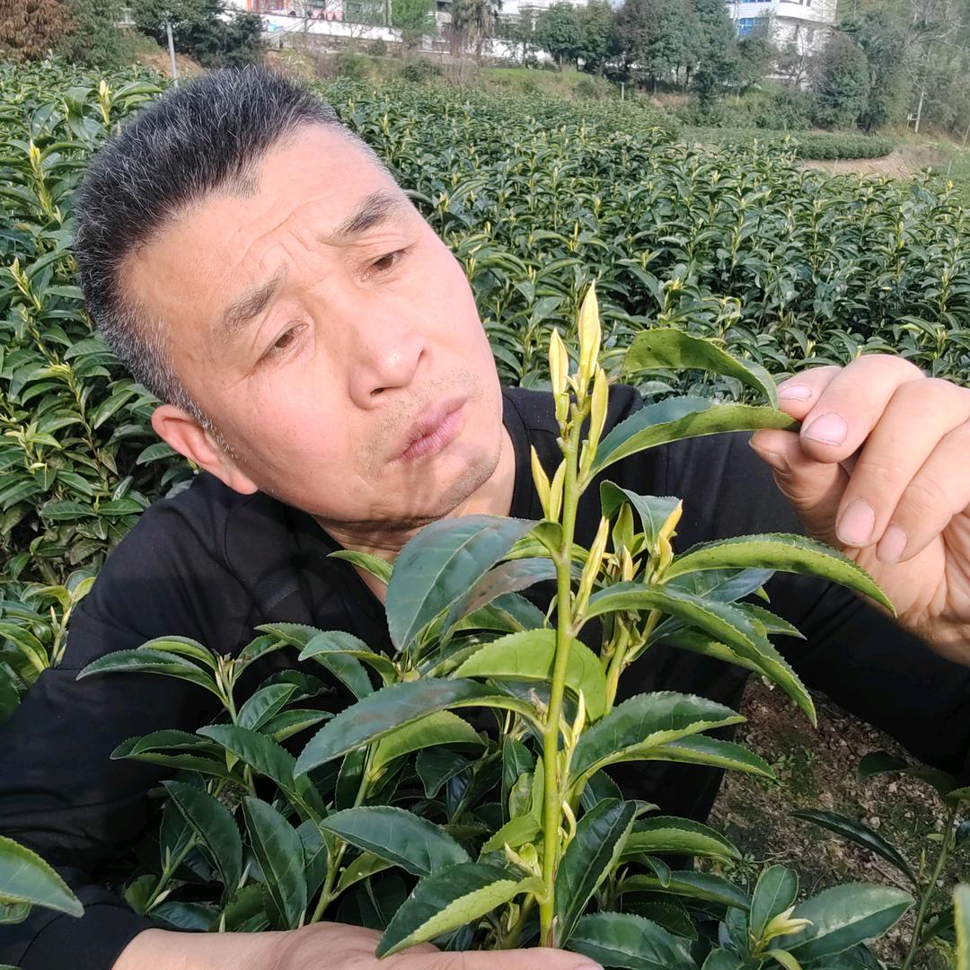 茶大叔