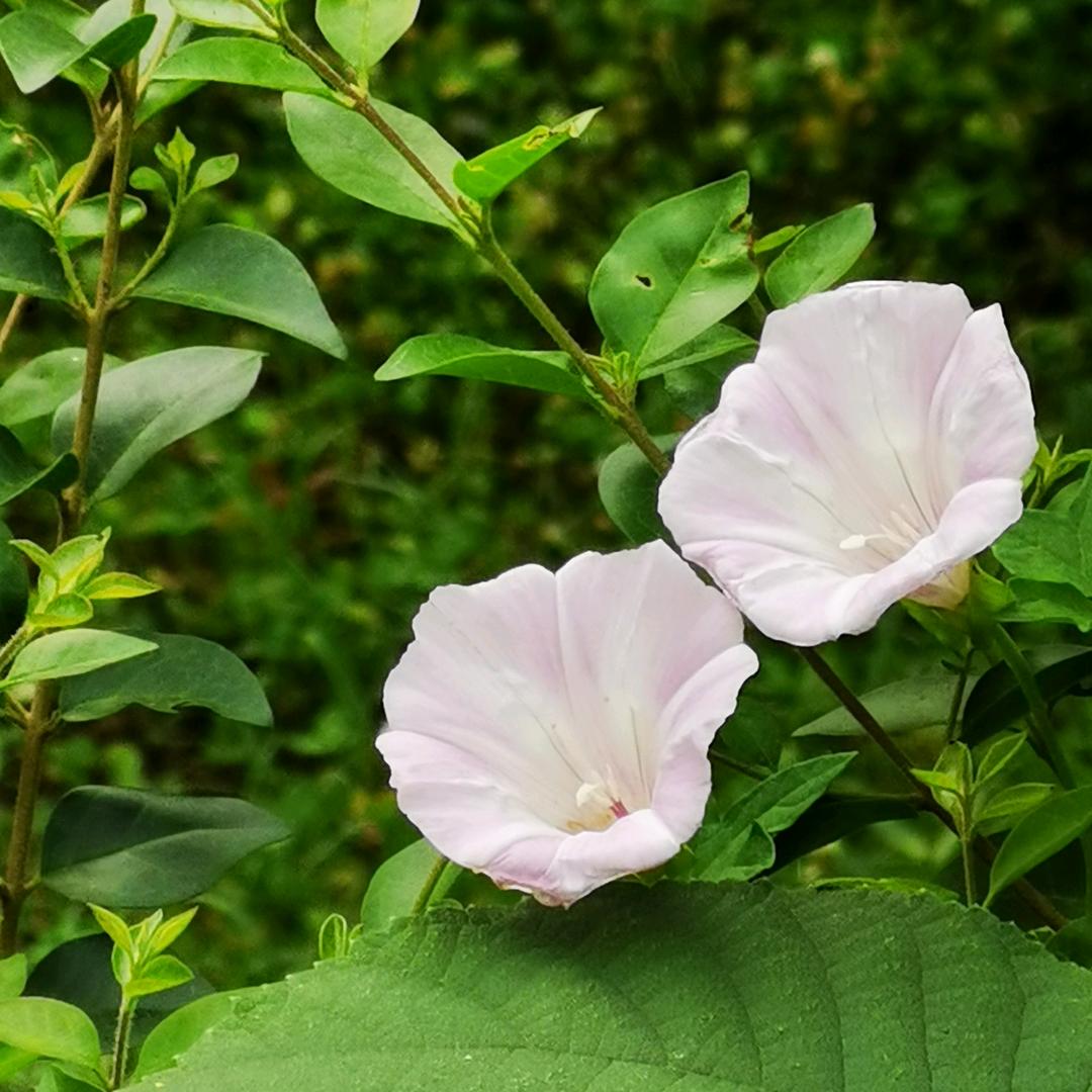 馥郁芳