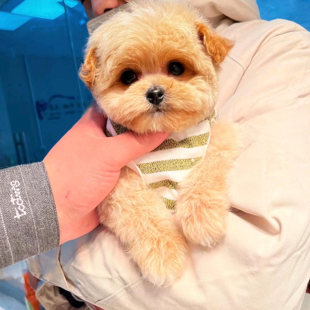 破院里的富贵命（山盟犬业）