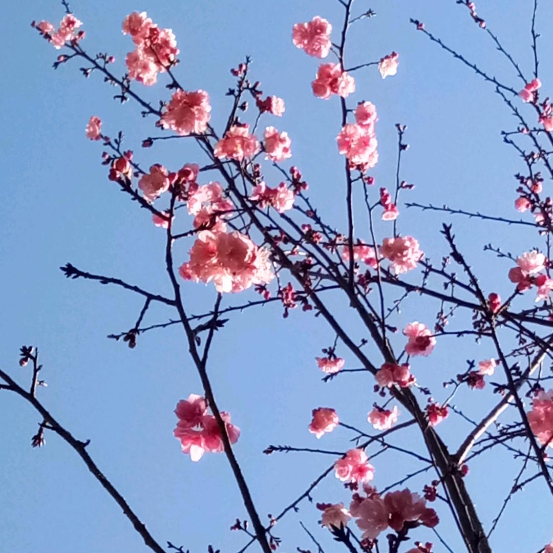 淡淡人生