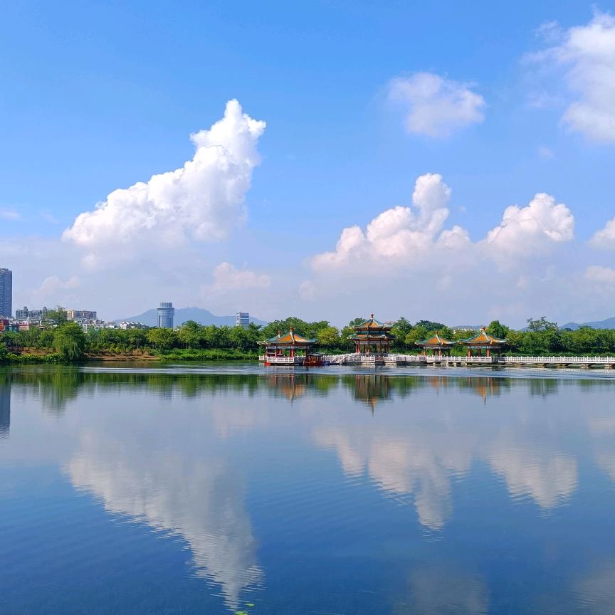 想养一只小柯基