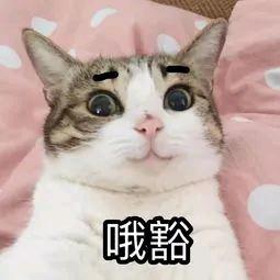 叮咚(●—●)