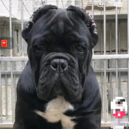 闪耀卡斯罗护卫犬