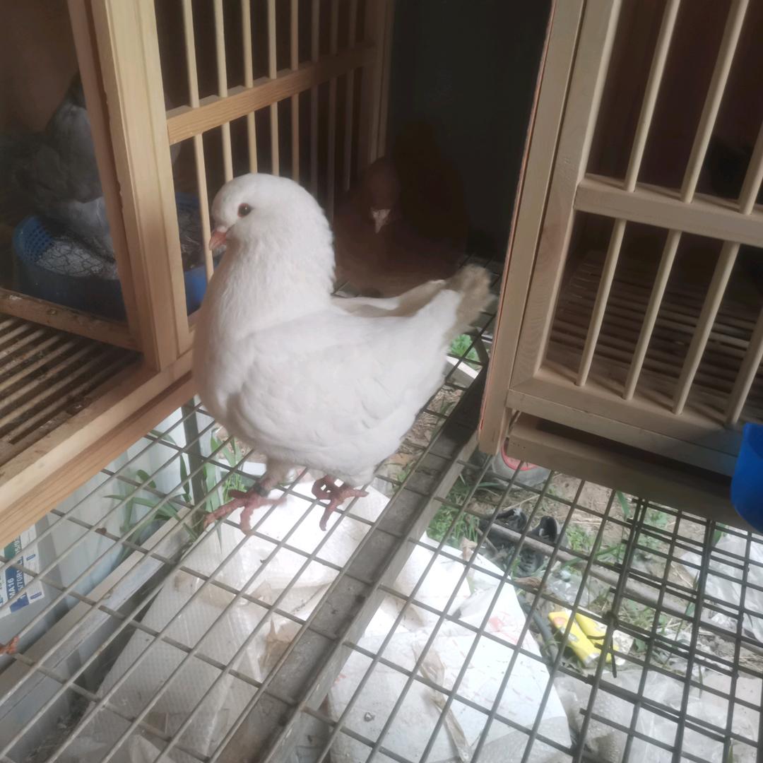 梦艺鸽具用品店