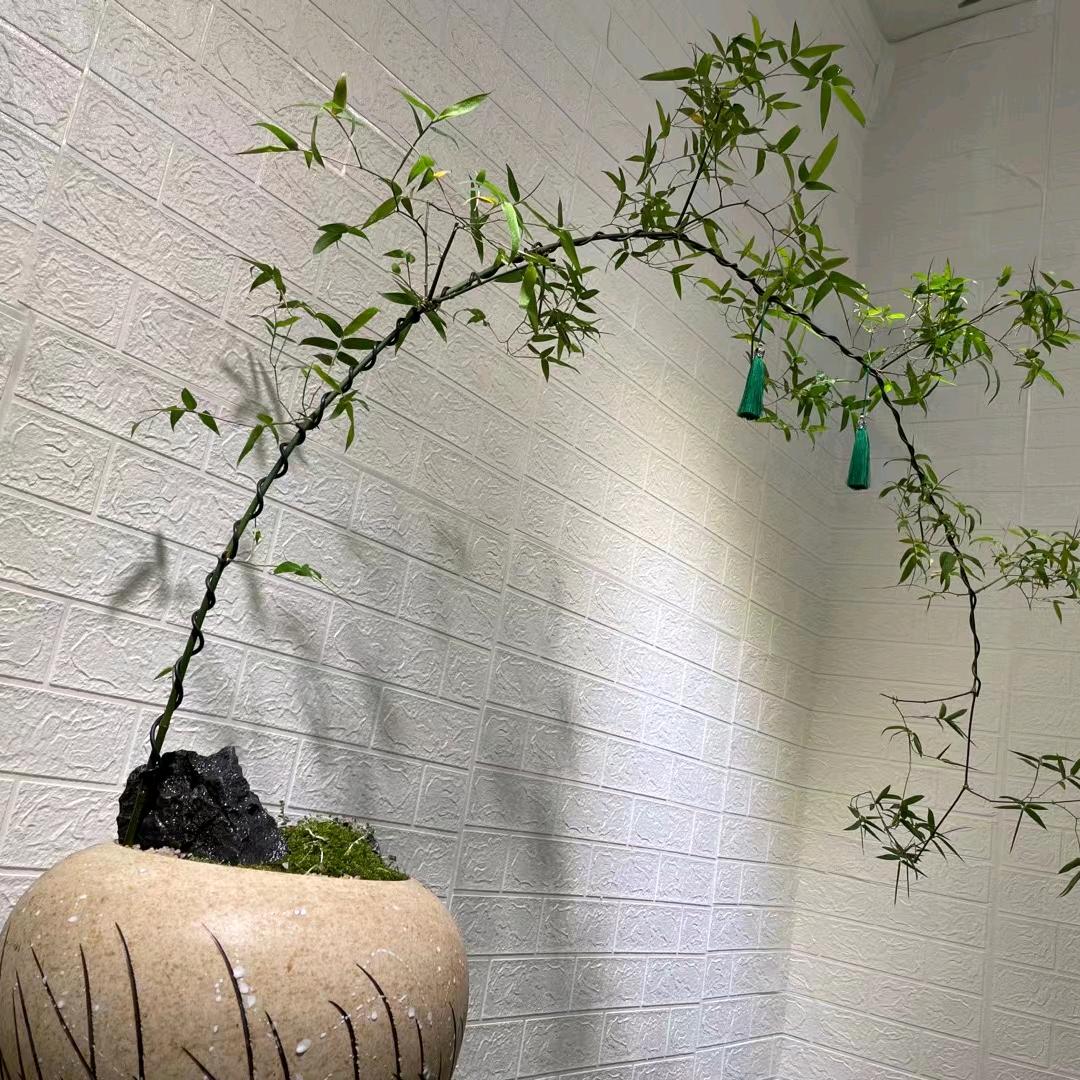 马先森的植物