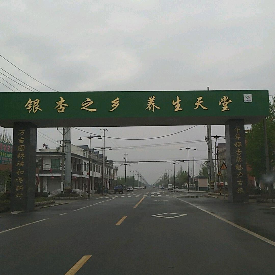 山东银杏基地、美国红枫基地