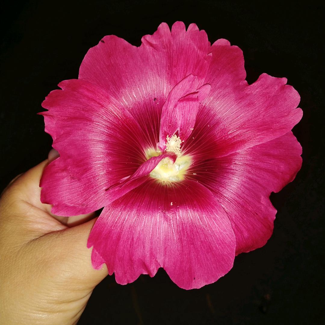 一支花