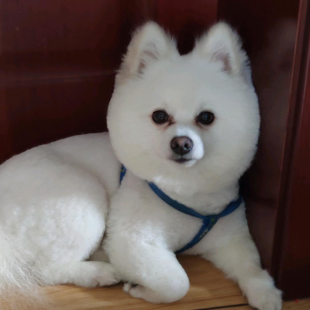 龙眼荔枝