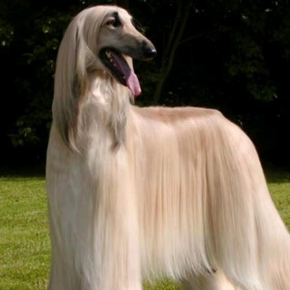 婵娟名犬屋英姐