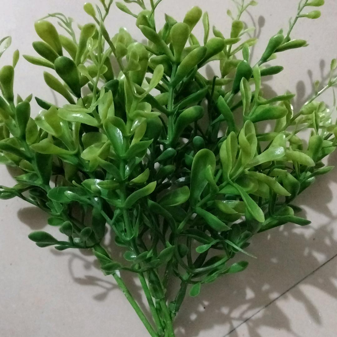 荷花🦋