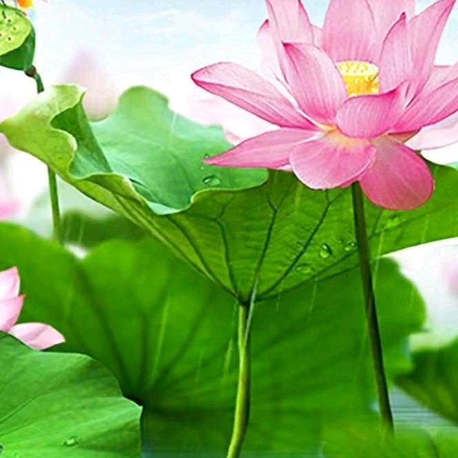 (ﾉ◕ヮ◕)ﾉ*.✧燕子