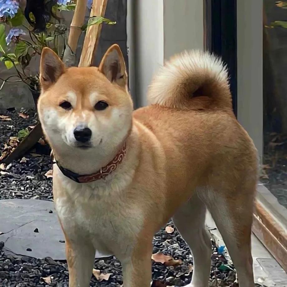 🌈不谈不昙🌈