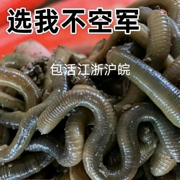 犇犇户外青蚯蚓