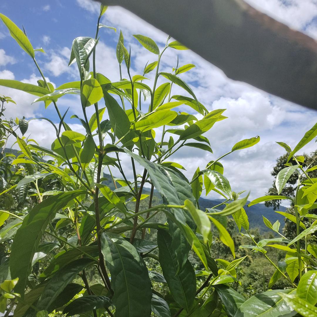 布朗茶山