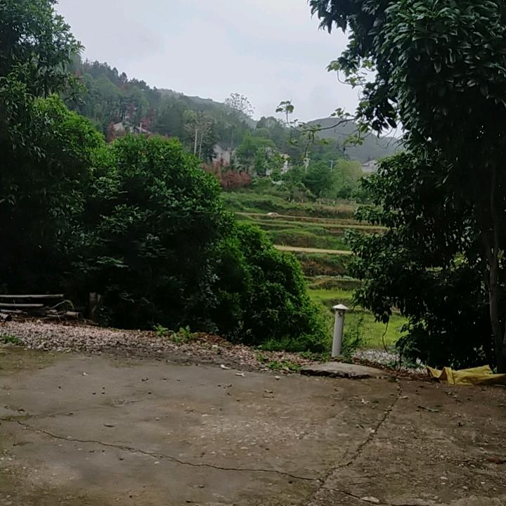 桃树