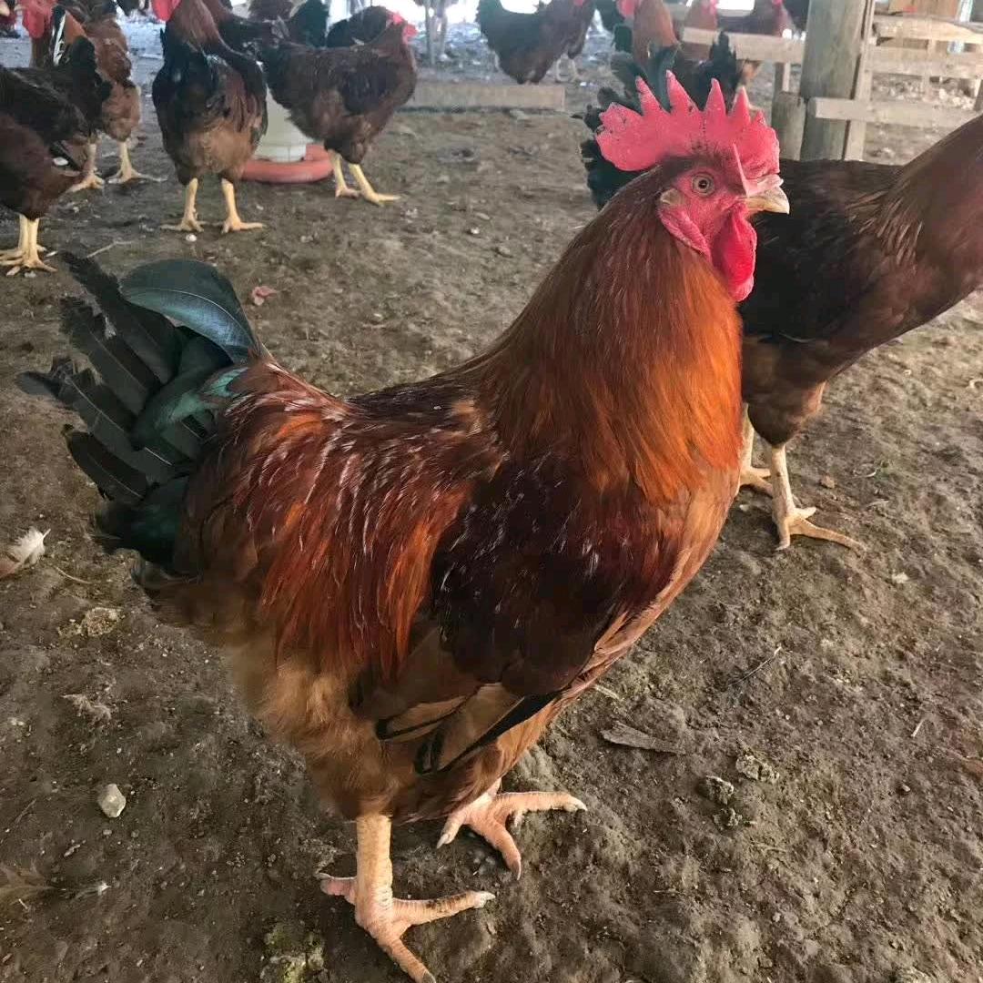 山东正顺鸡苗孵化场