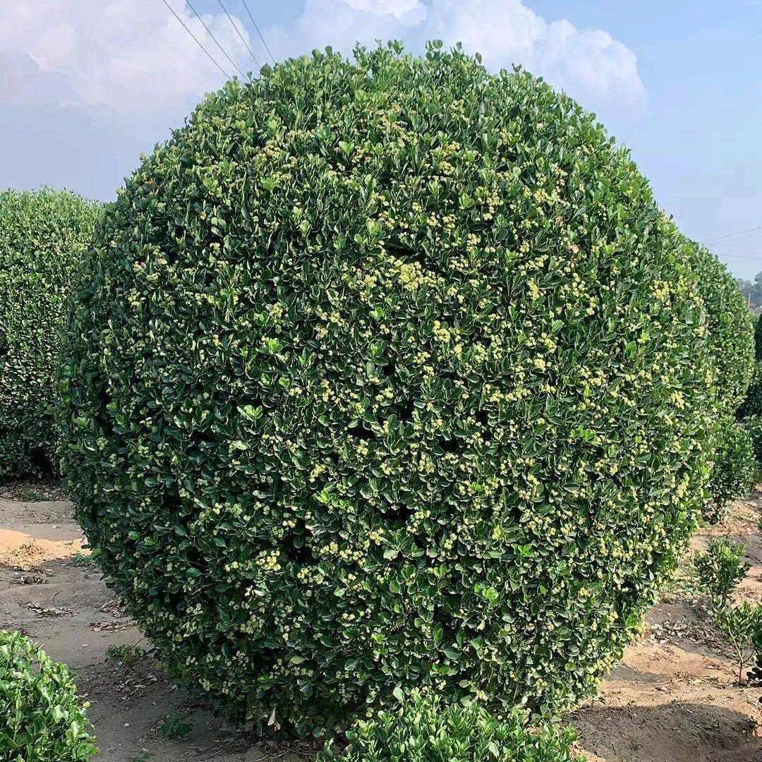 梓豪园林 大叶黄杨苗 球