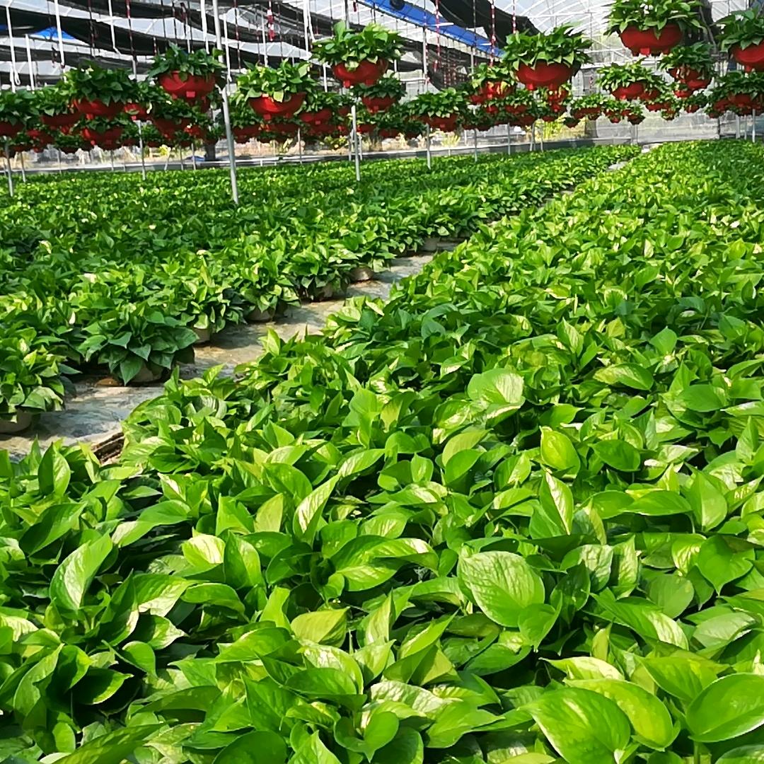 贵州哥的绿萝种植基地