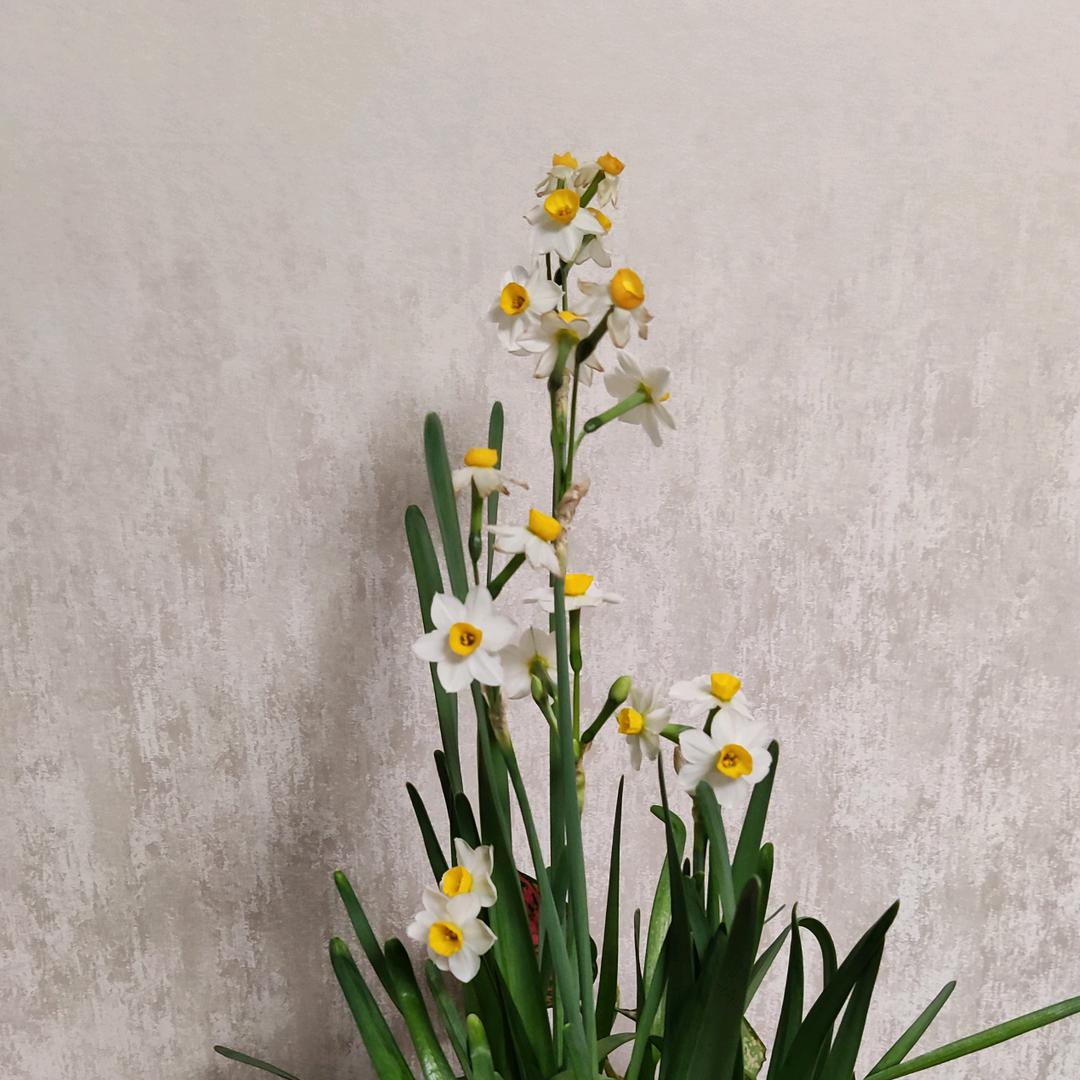 桃仁春暖