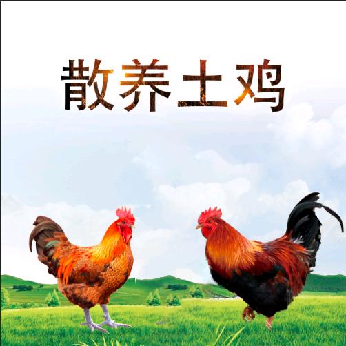 散养土鸡
