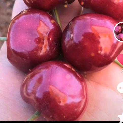 田佳佳（大樱桃采摘基地）