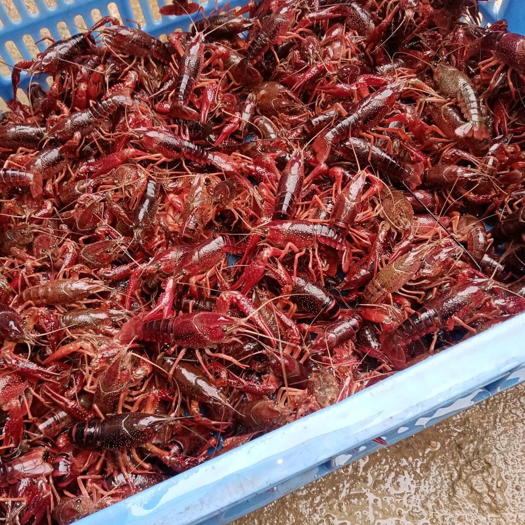 冬日东风