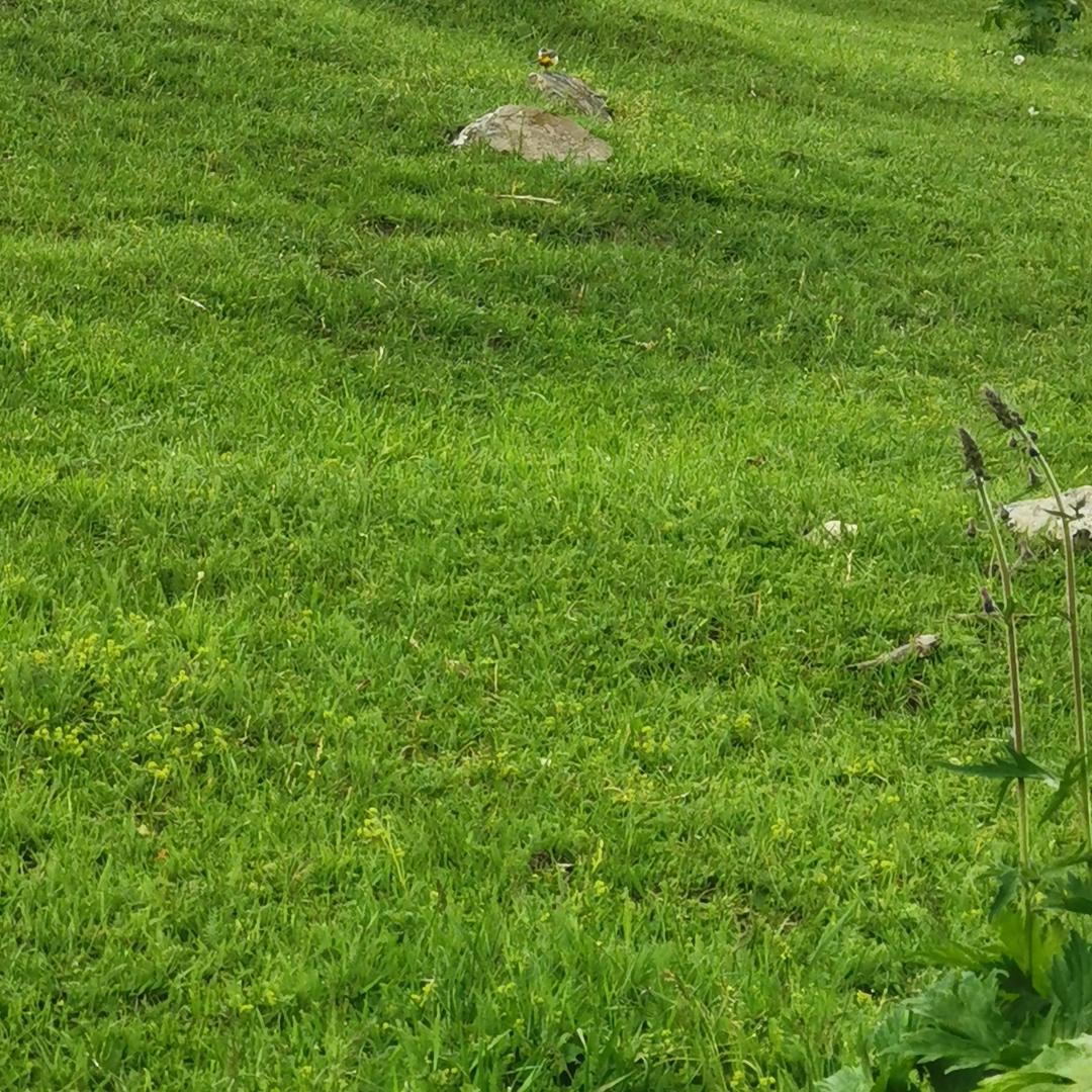 我是会飞的虎子
