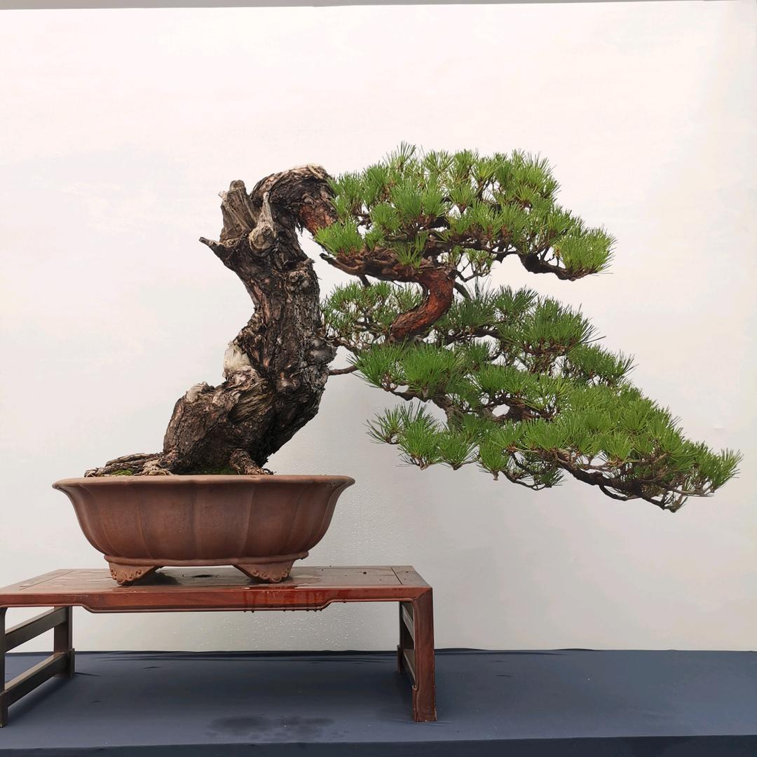 拙园