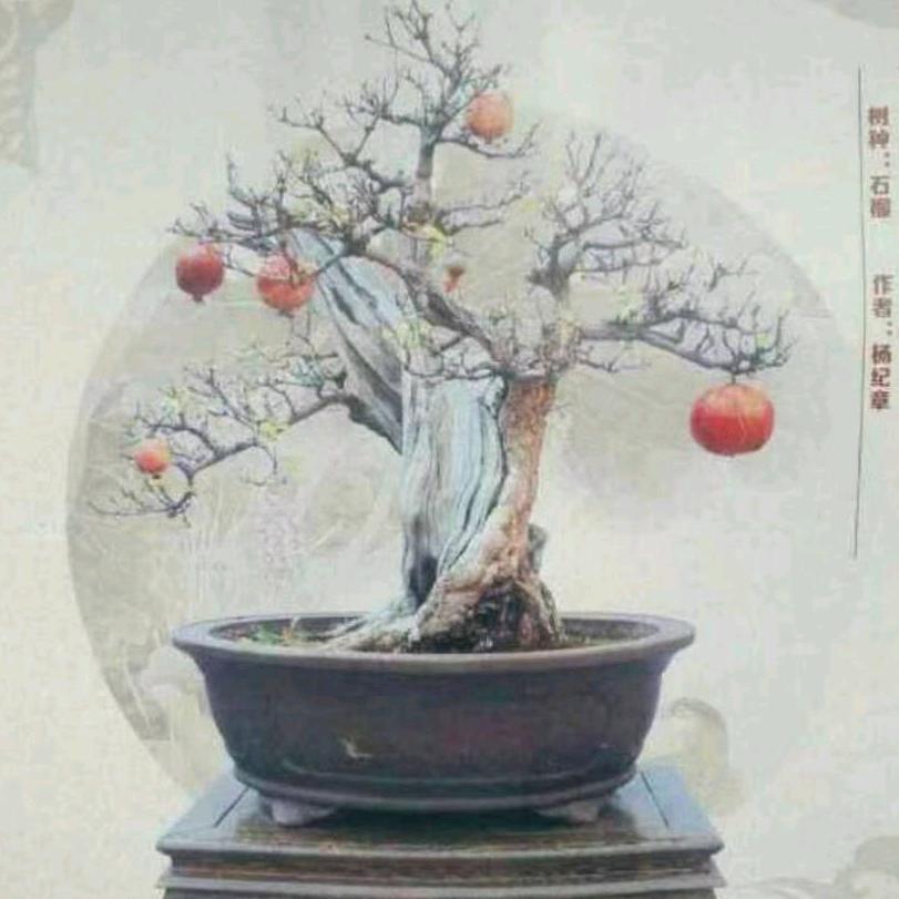 禹州市杨氏盆景园