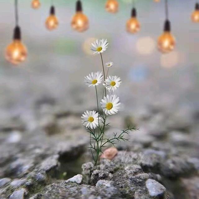 会飞的狐狸