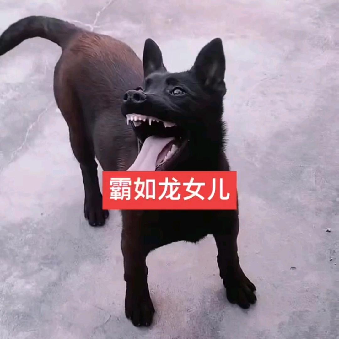 沂蒙山马犬养殖基地