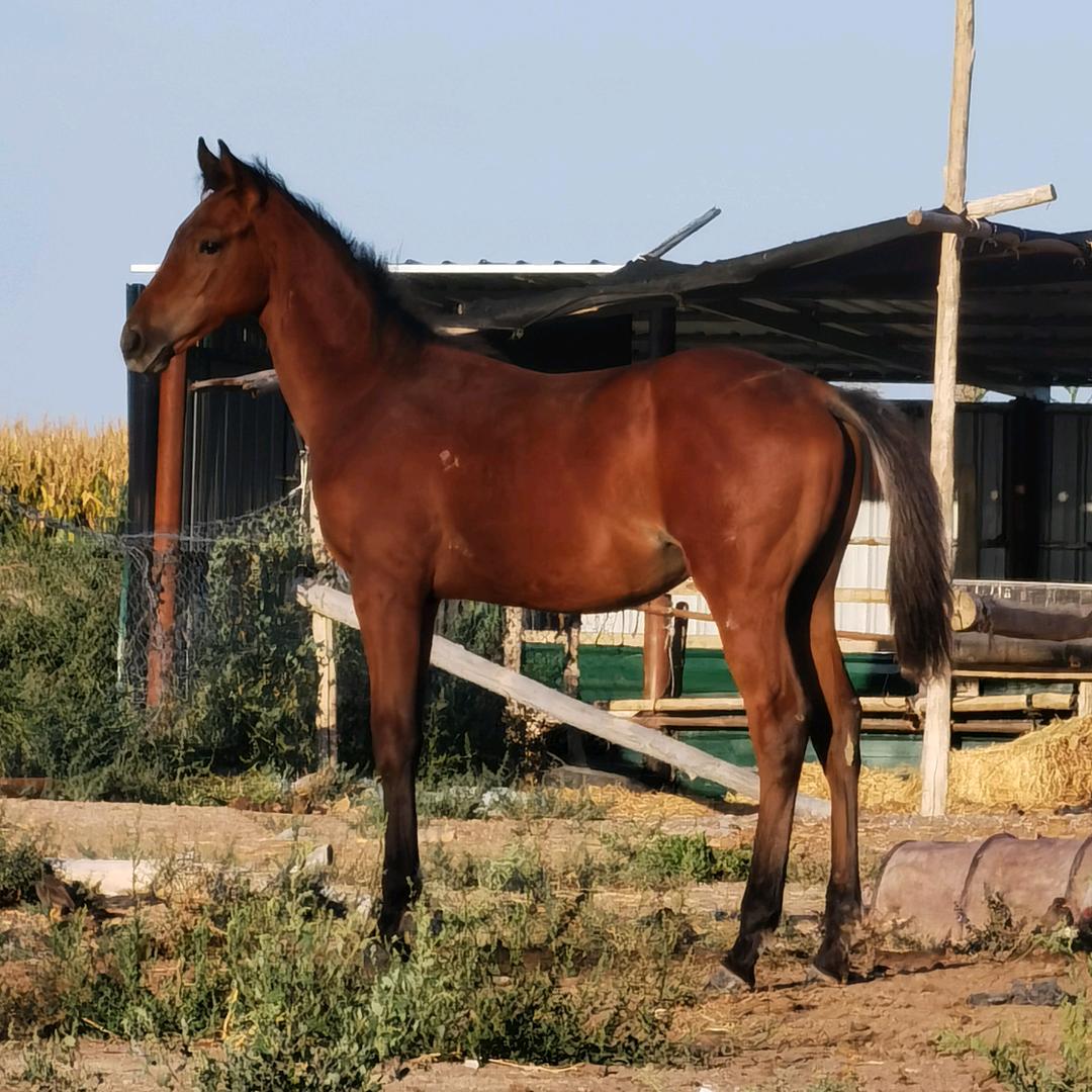 🏇雪豹
