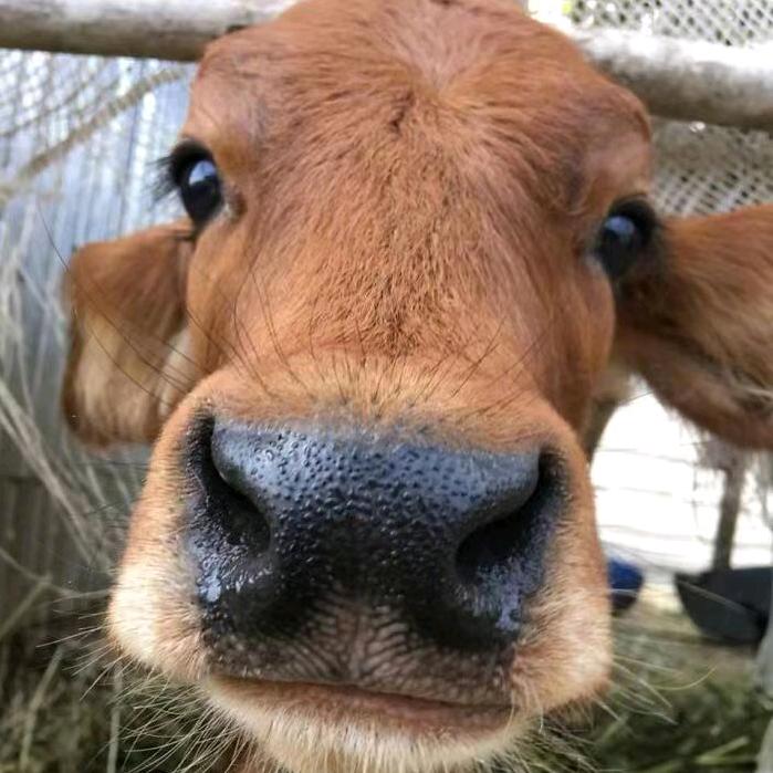 艰苦奋斗老黄牛