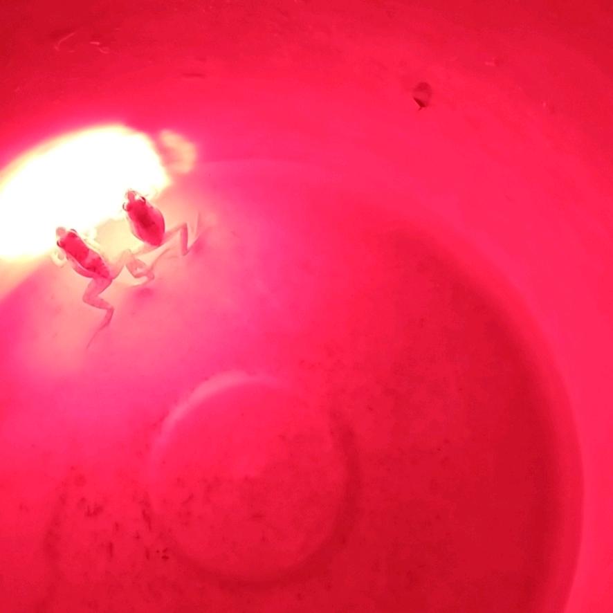 夏贺桐心.恩泽延绵