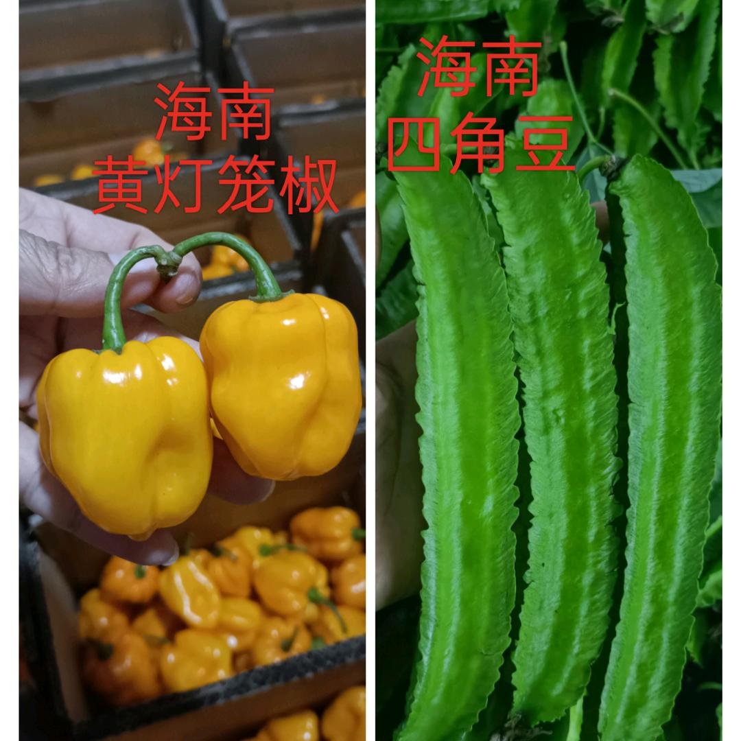 三亚四角豆（黄灯笼椒）