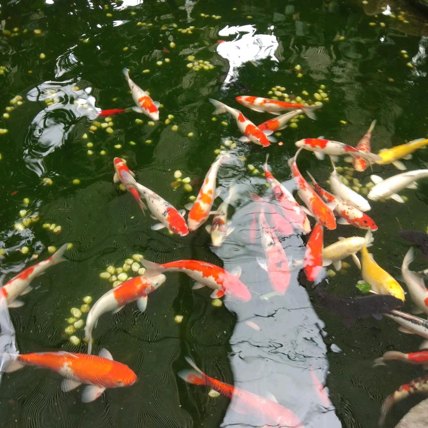 笑脸