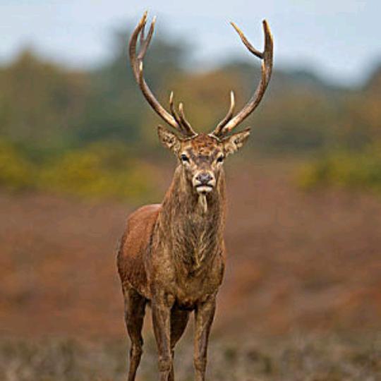 乾欣滋补养生专营店