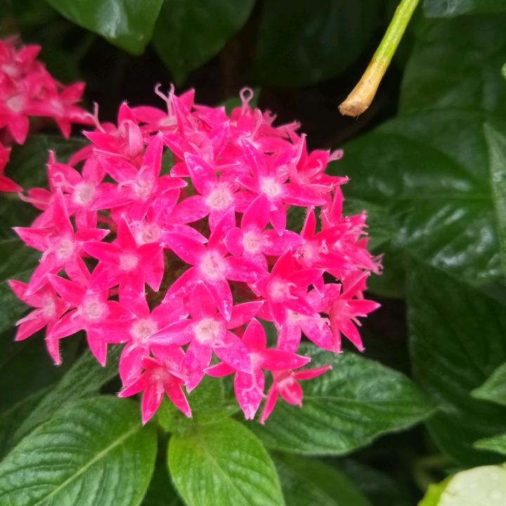向阳花开